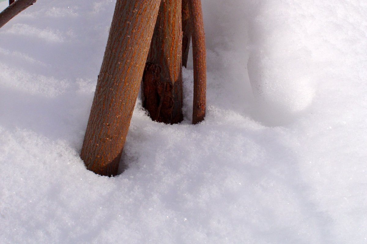 Ирга ольхолистная - фото 9