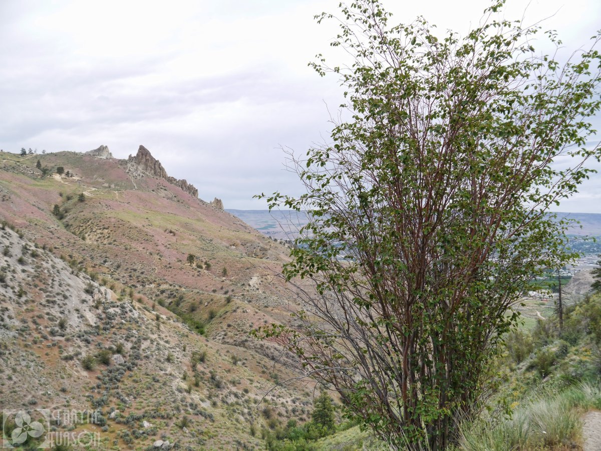 Ирга ольхолистная - фото 2