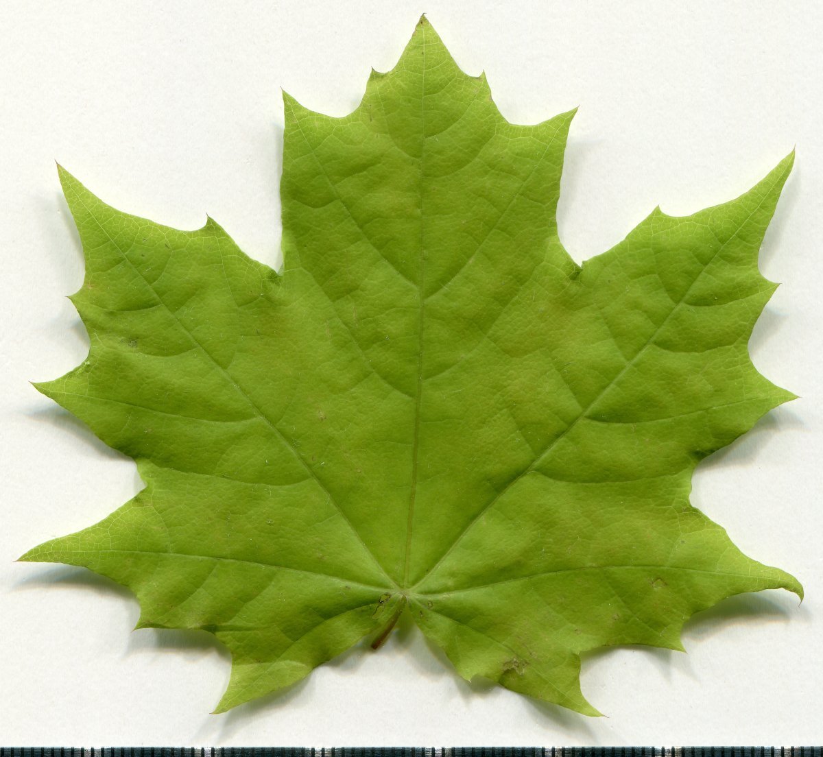 Клен остролистный - фото 4