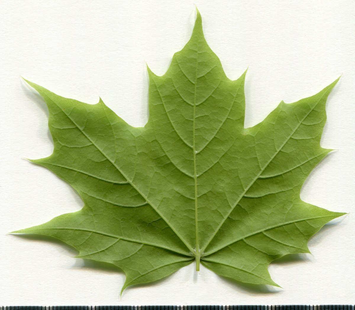 Клен остролистный - фото 6