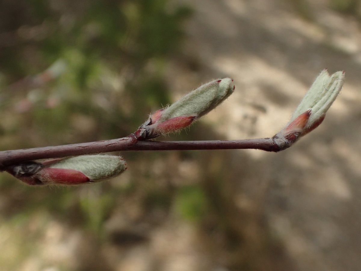 Ирга круглолистная - фото 8