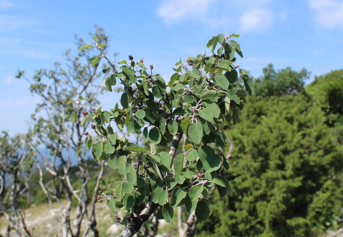 Ирга круглолистная - фото 9