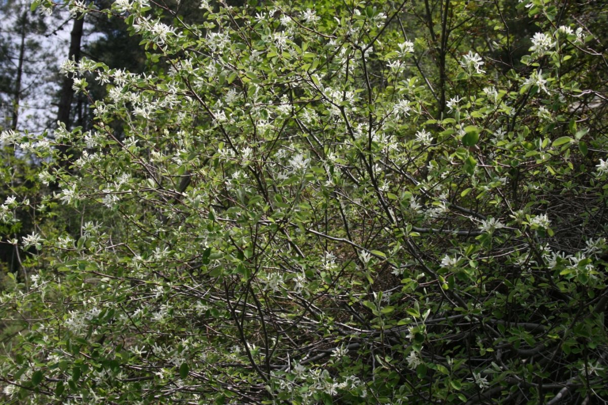 Ирга круглолистная