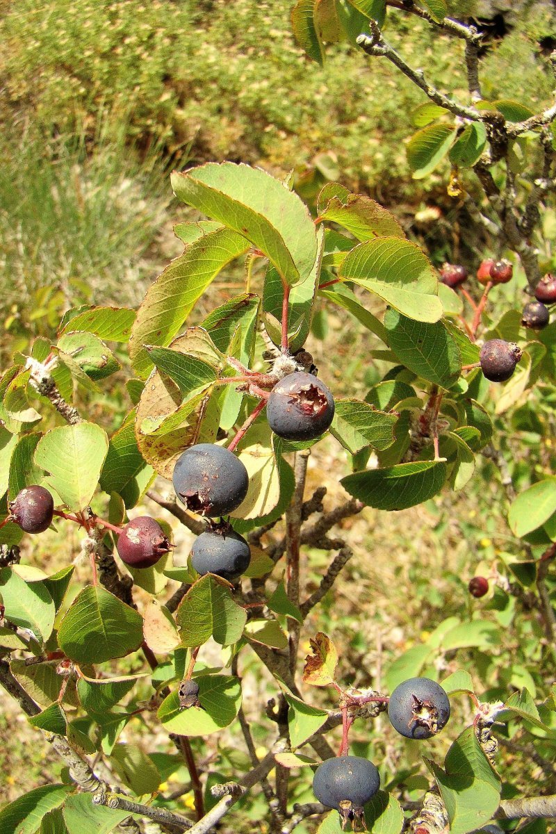 Ирга круглолистная - фото 4