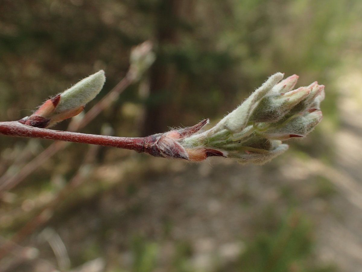 Ирга круглолистная - фото 7