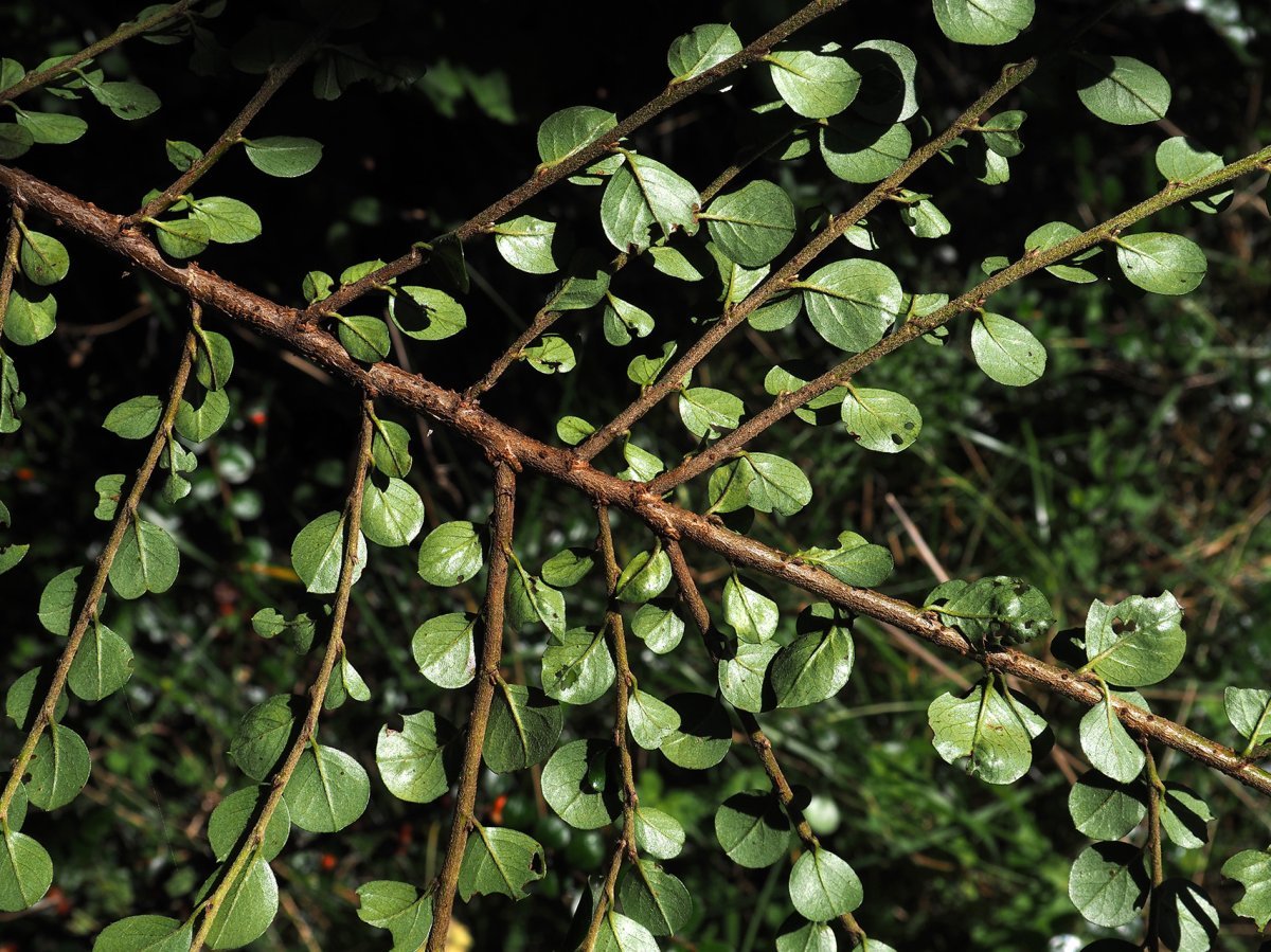 Кизильник горизонтальный - фото 3