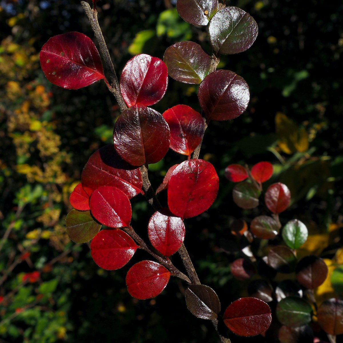 Кизильник горизонтальный - фото 4