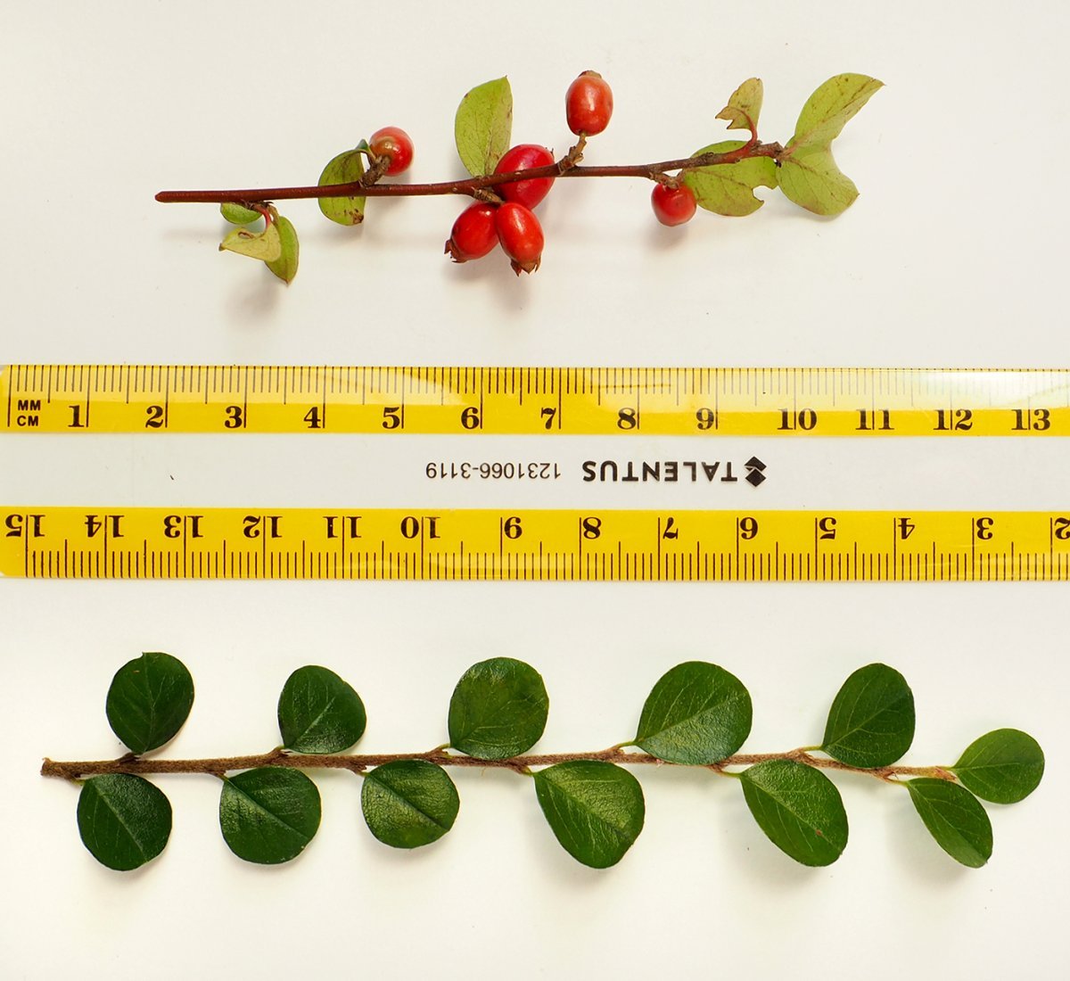 Кизильник горизонтальный - фото 5