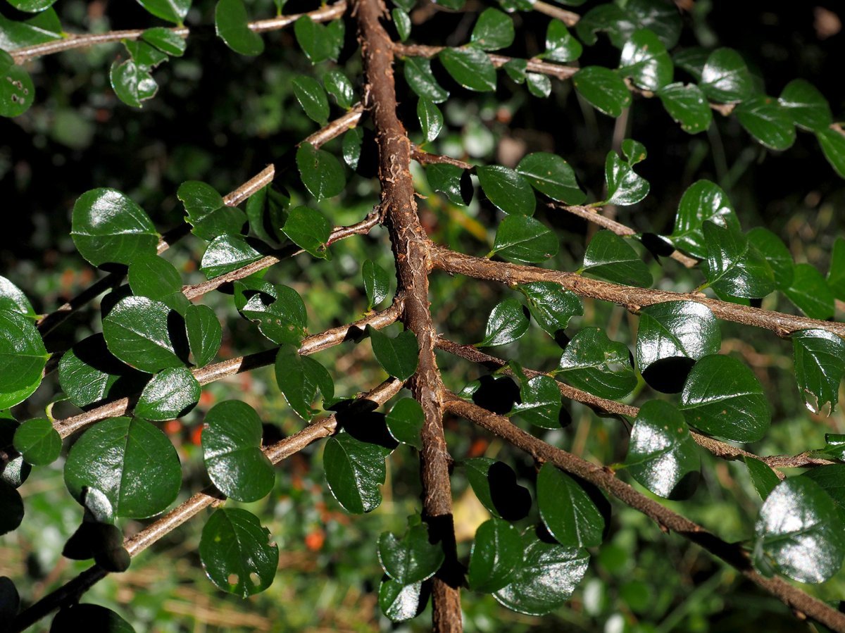 Кизильник горизонтальный - фото 2