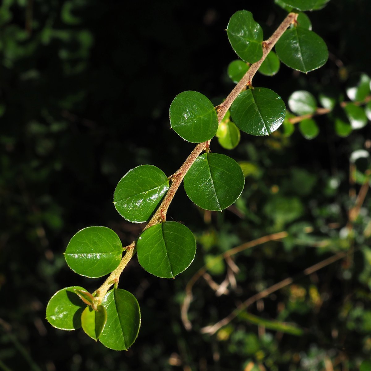 Кизильник горизонтальный