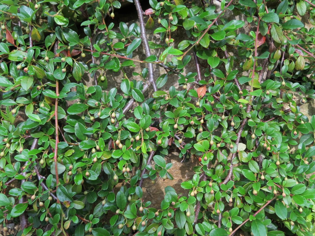 Кизильник Даммера - фото 2