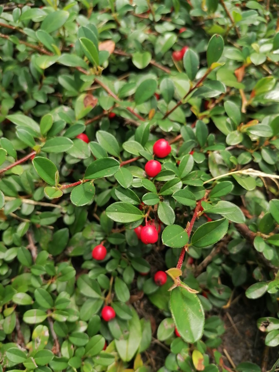 Кизильник Даммера - фото 7