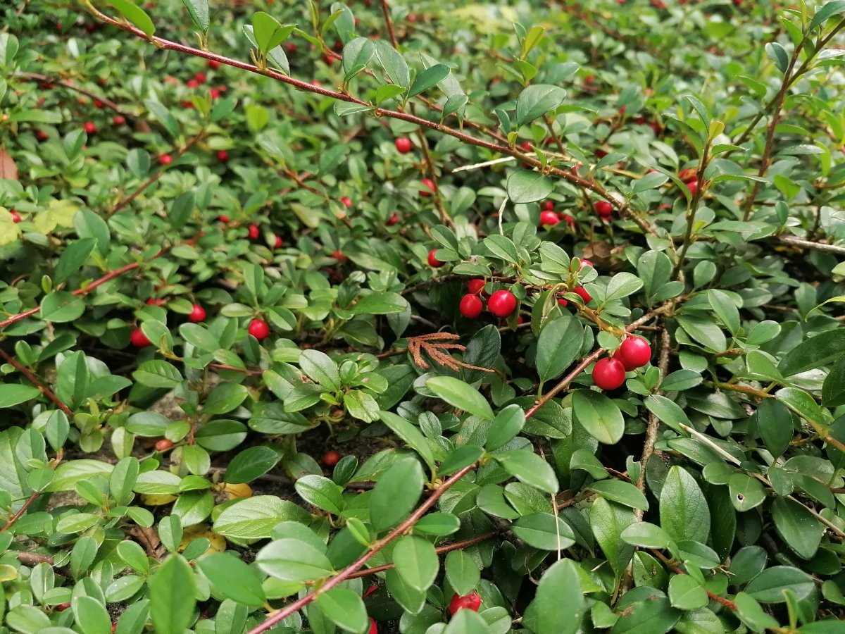 Кизильник Даммера - фото 9