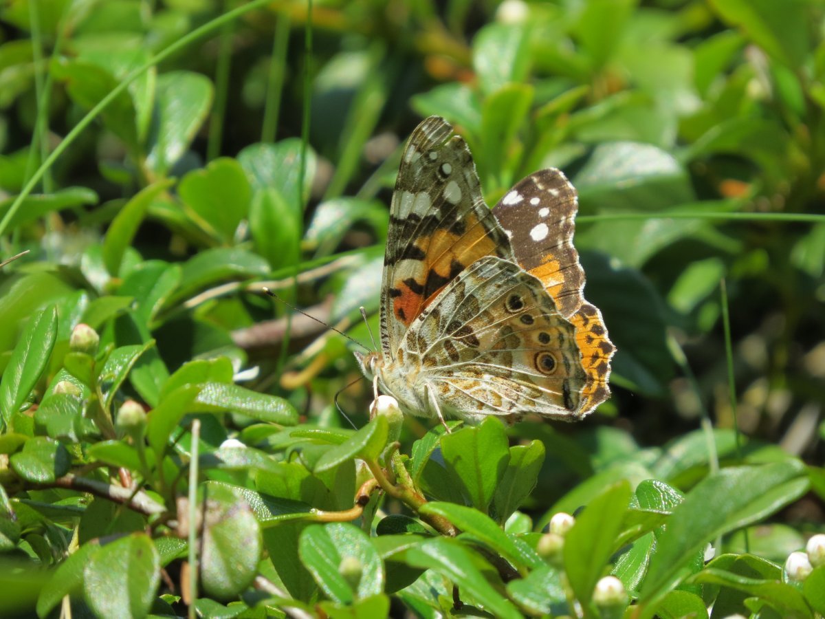 Кизильник Даммера - фото 4