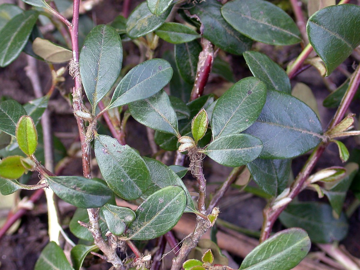 Кизильник Даммера - фото 10