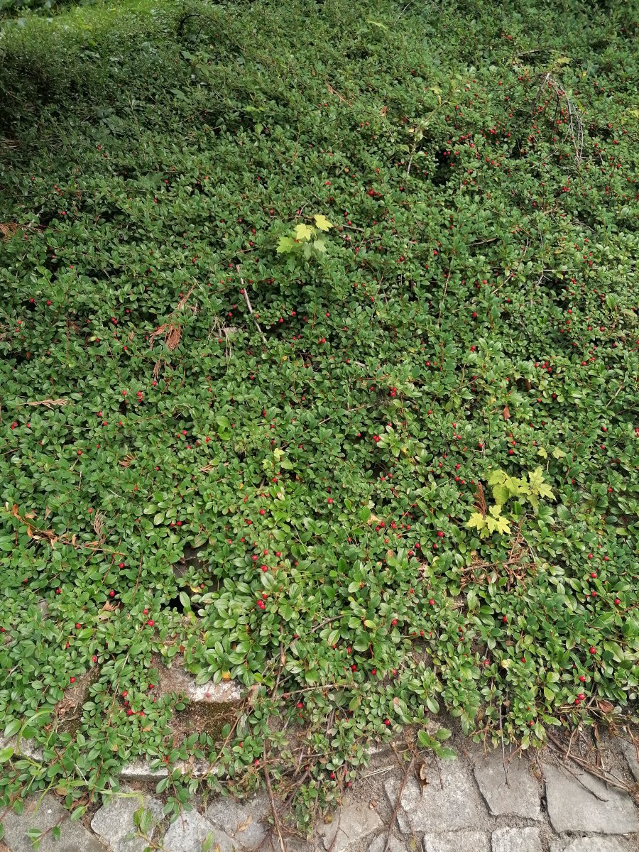 Кизильник Даммера - фото 5