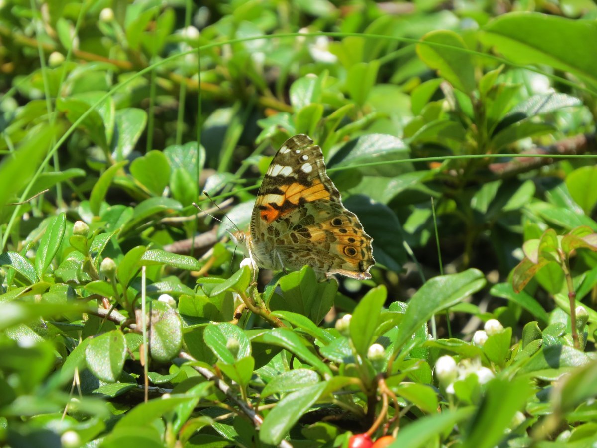 Кизильник Даммера - фото 3