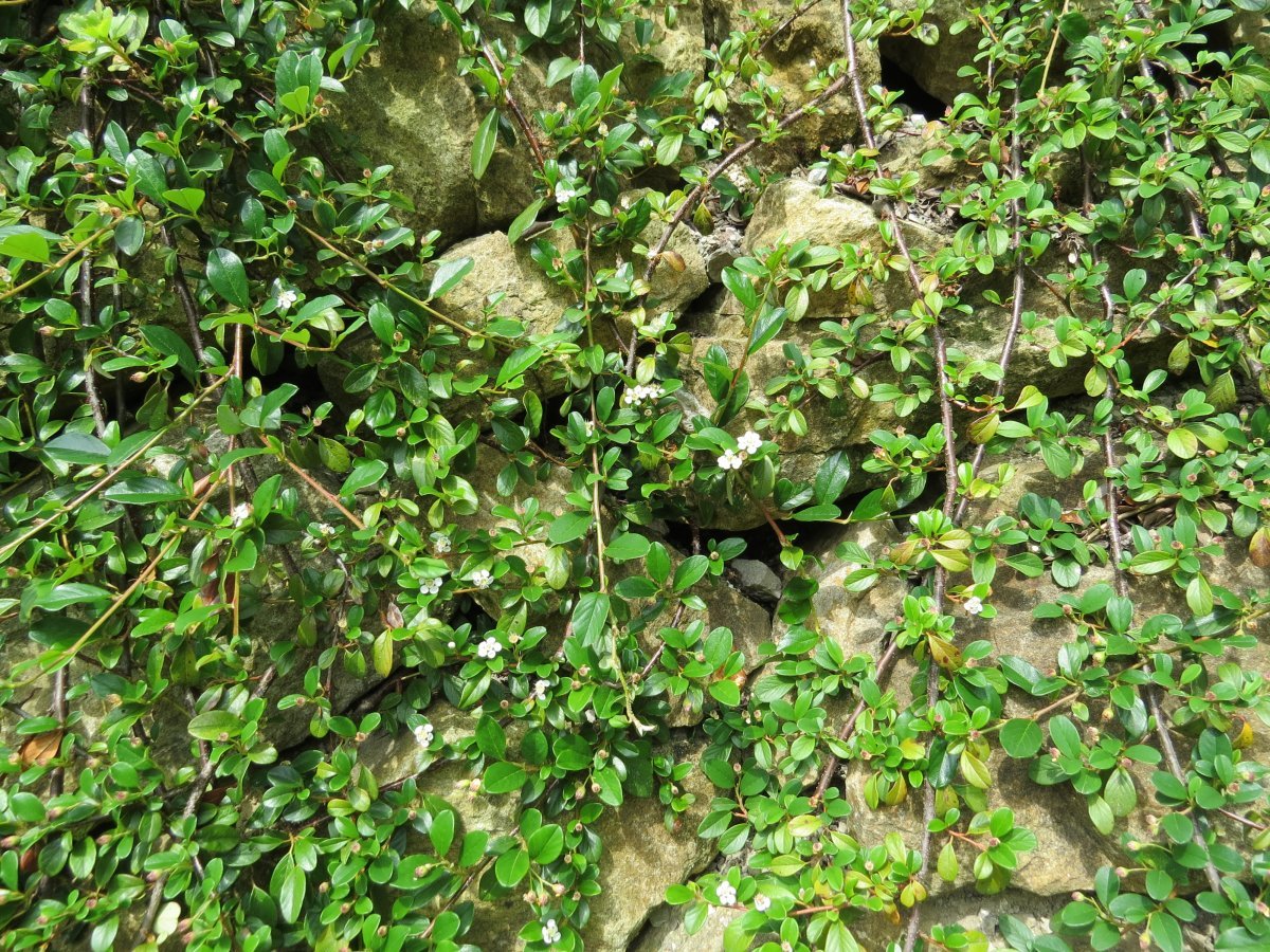 Кизильник Даммера