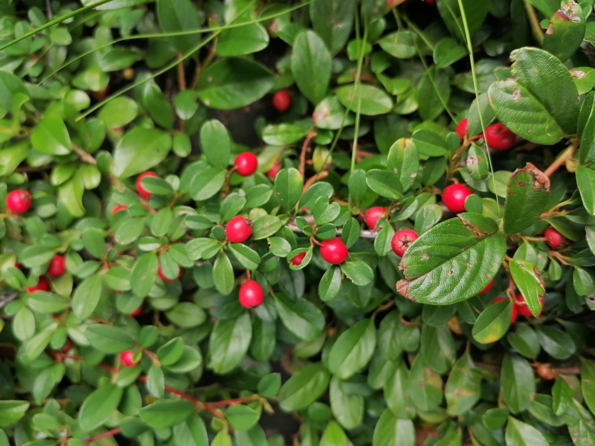 Кизильник Даммера - фото 6