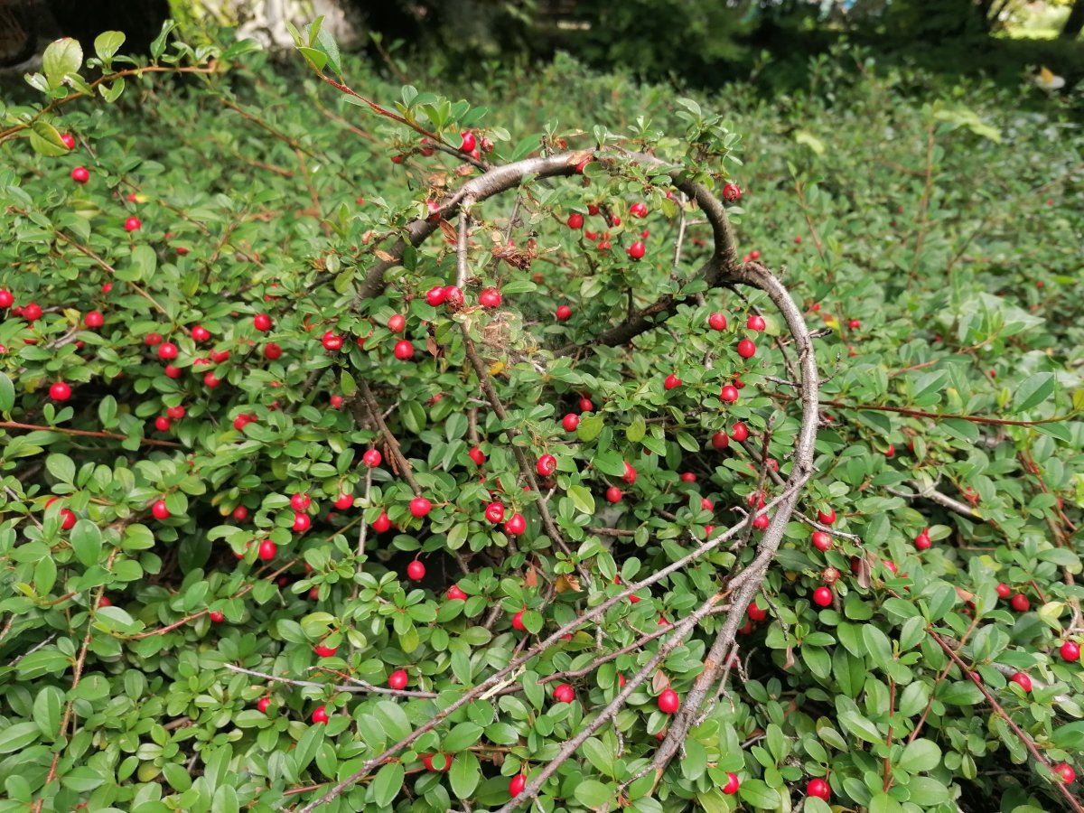 Кизильник Даммера - фото 8