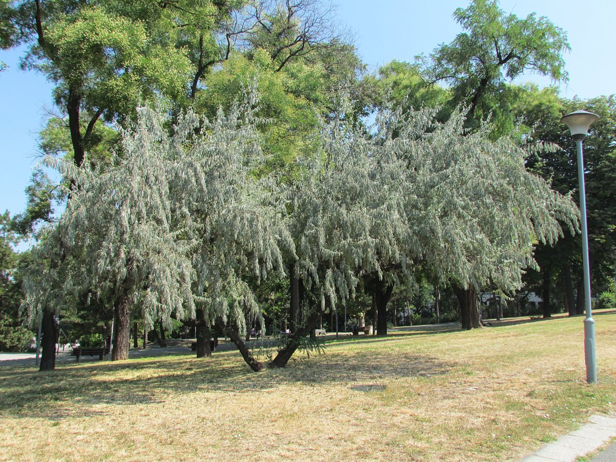 Лох узколистный - фото 4