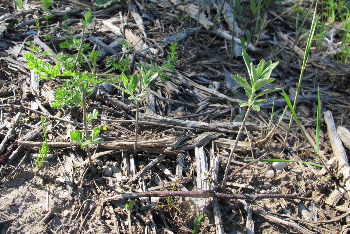 Лох узколистный - фото 10