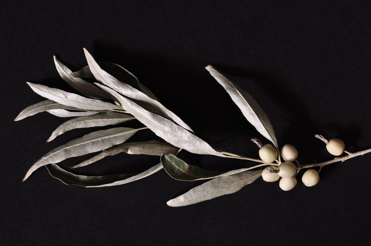 Лох узколистный - фото 8