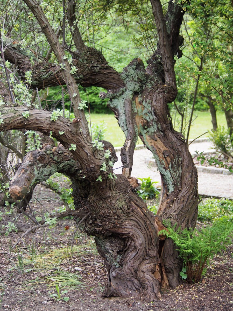 Лох узколистный - фото 5