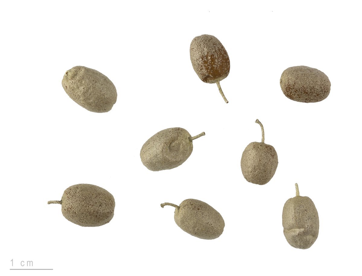 Лох узколистный - фото 3