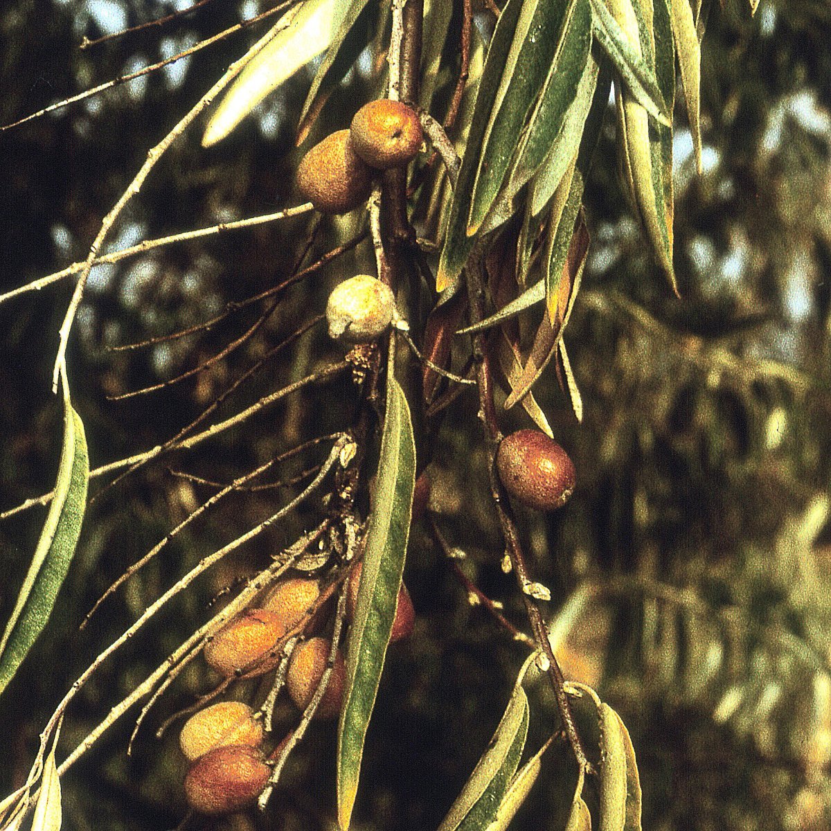 Лох узколистный - фото 7