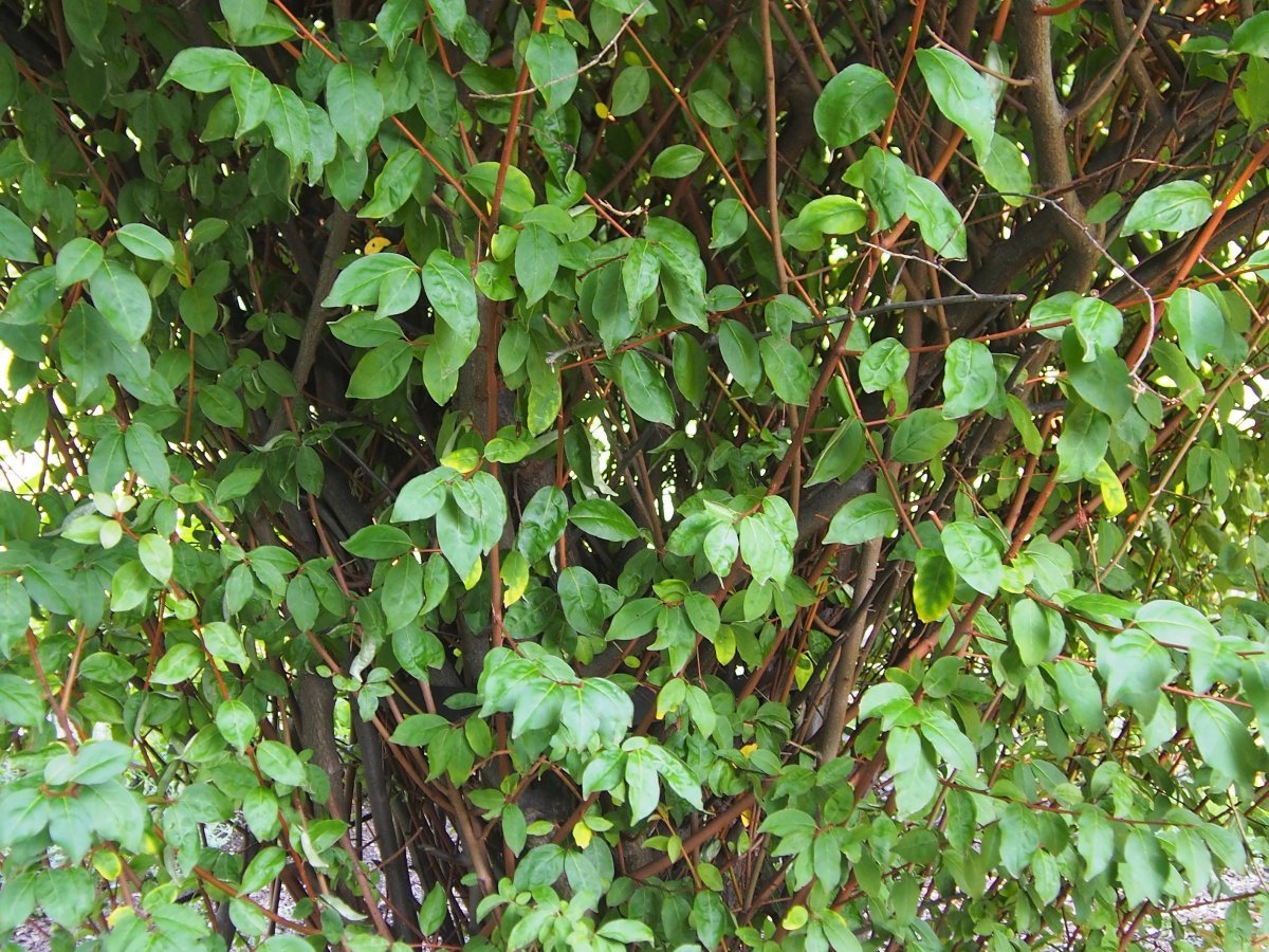 Лох многоцветковый - фото 10