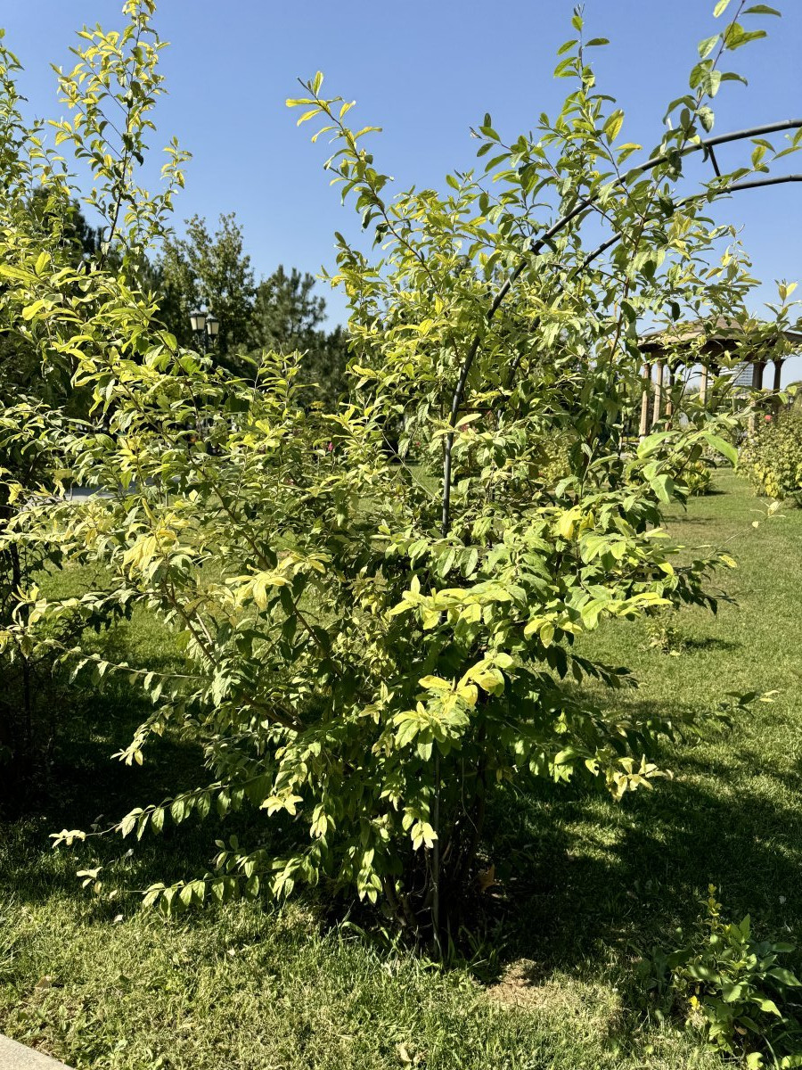 Лох многоцветковый