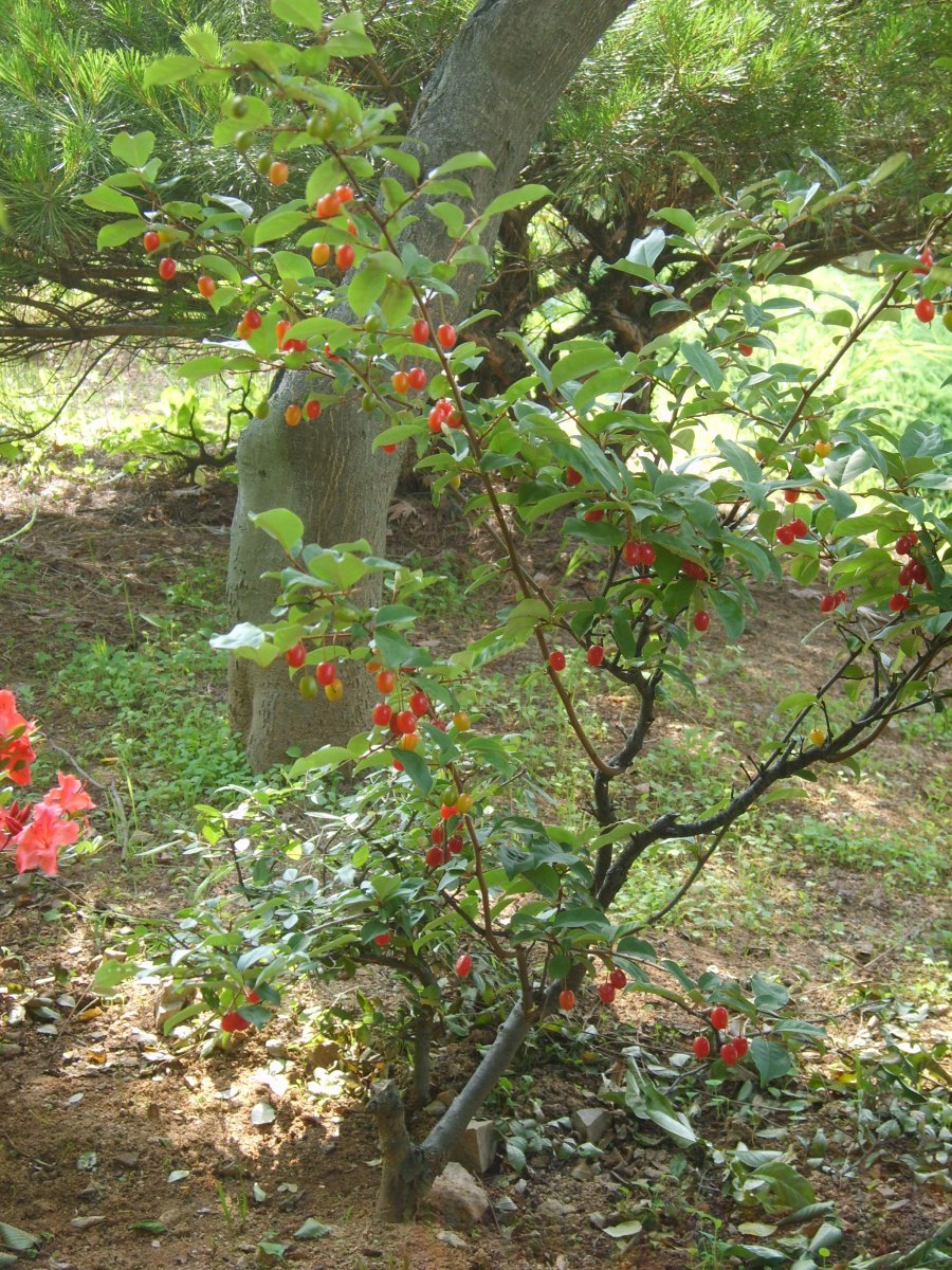 Лох многоцветковый - фото 2