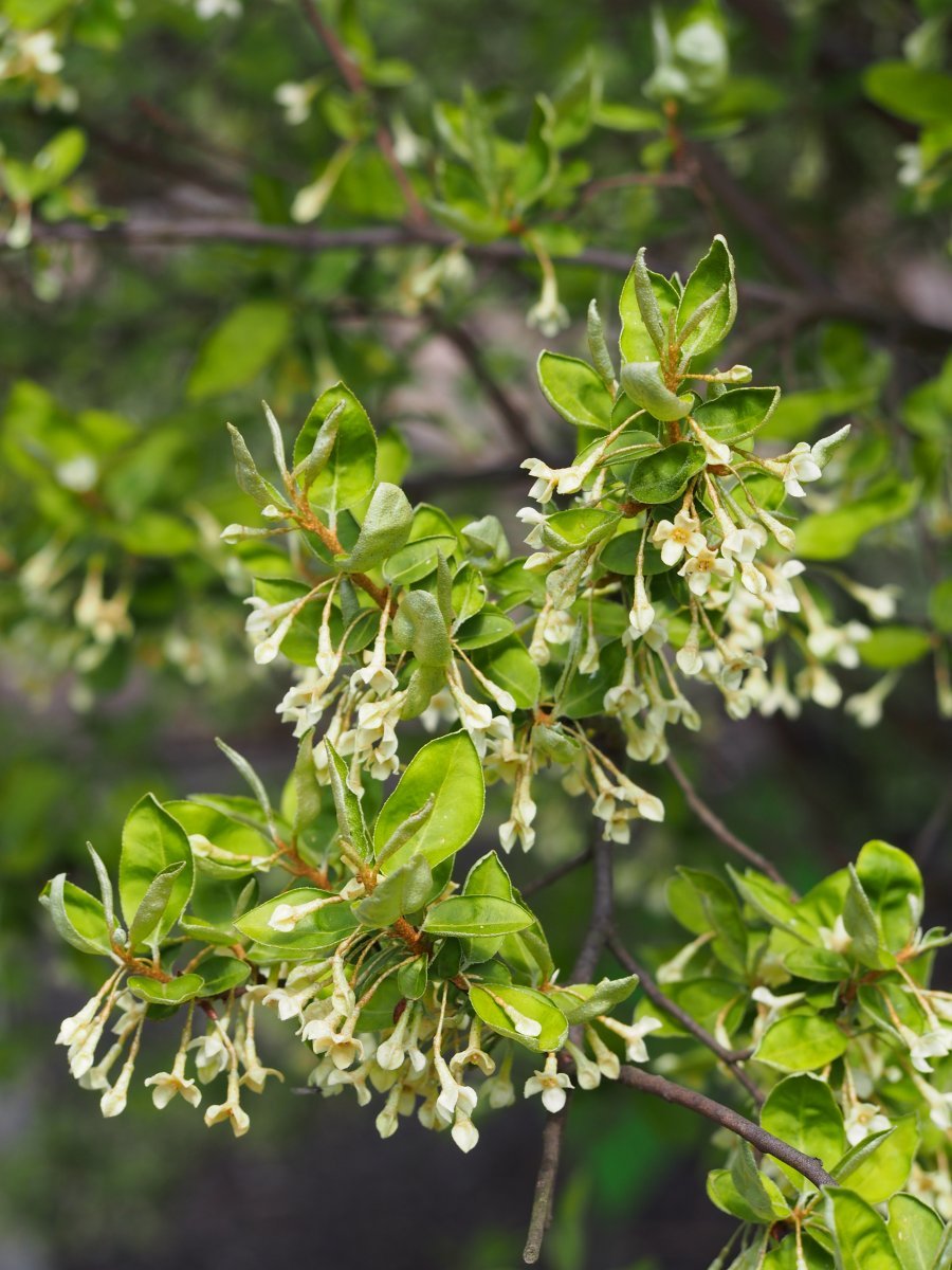 Лох многоцветковый - фото 9