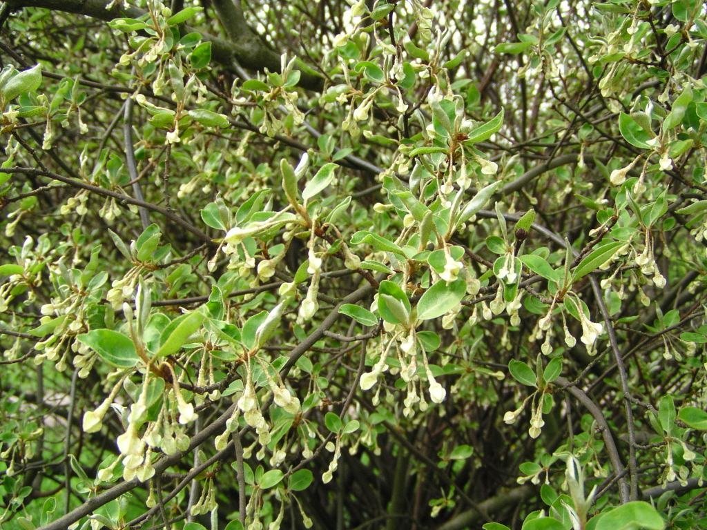 Лох многоцветковый - фото 6