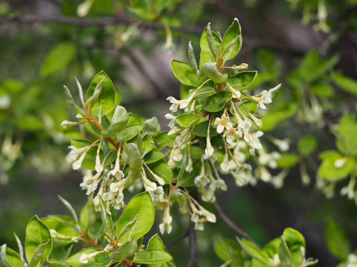 Лох многоцветковый - фото 8