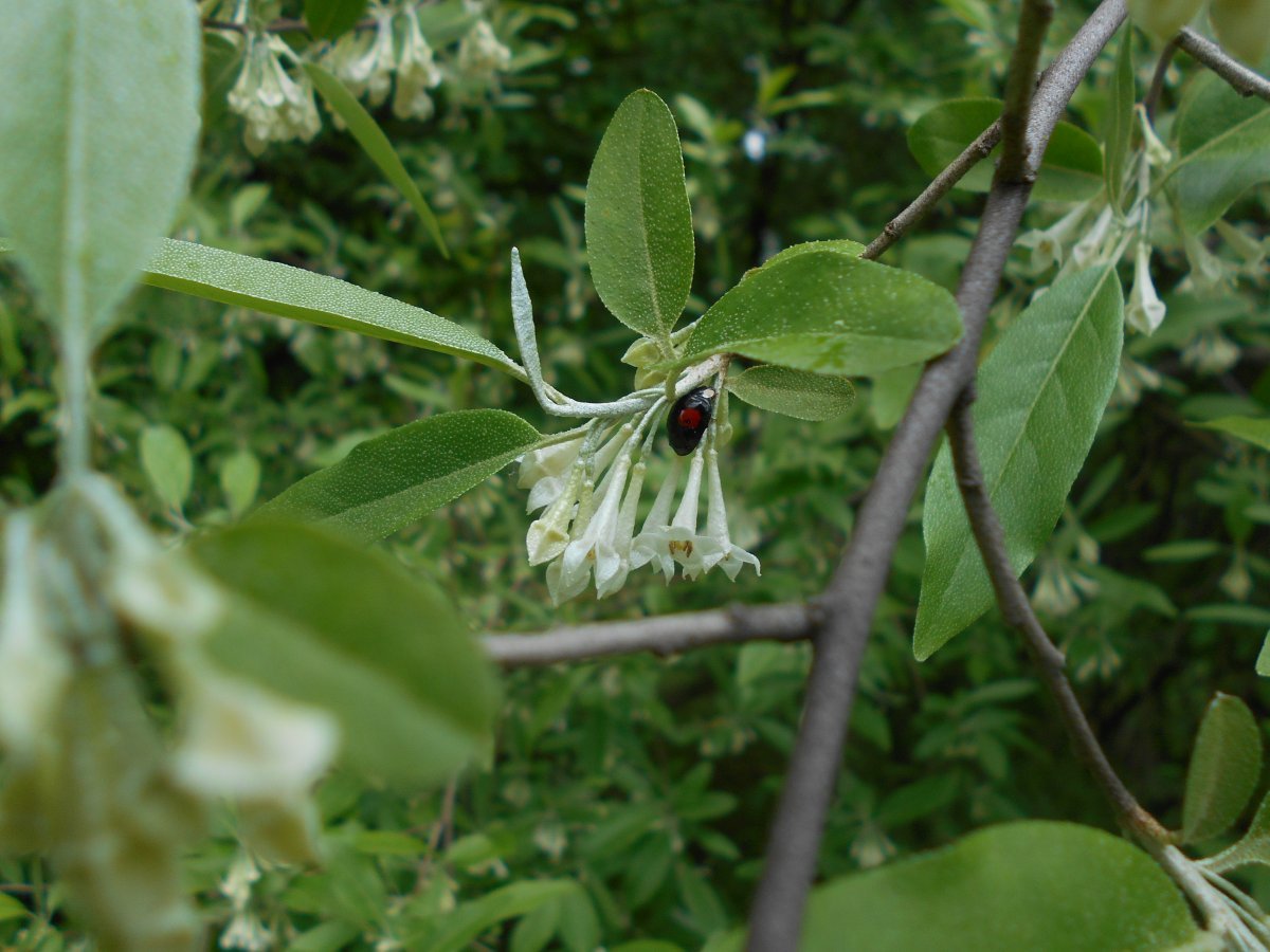 Лох многоцветковый - фото 5