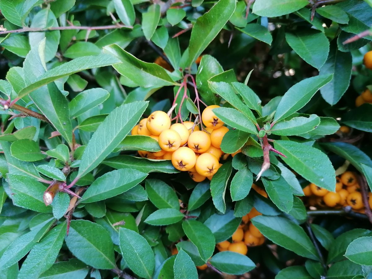 Пираканта ярко-красная - фото 8