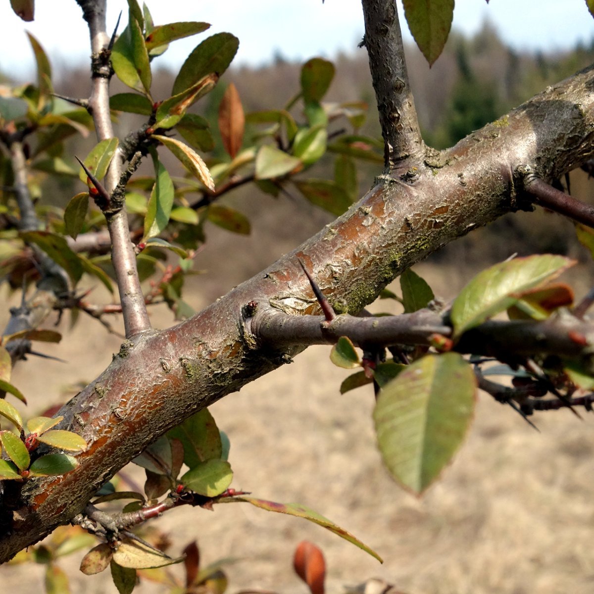 Пираканта ярко-красная