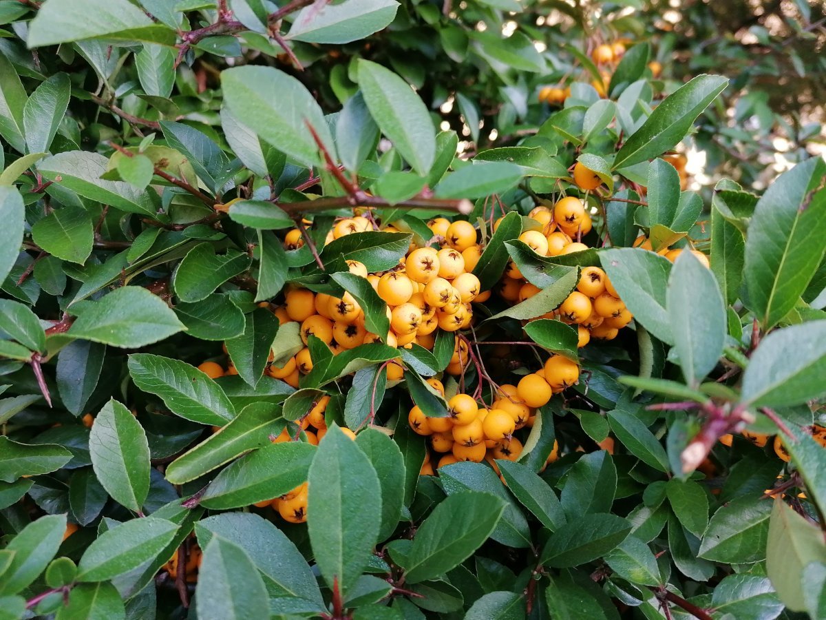 Пираканта ярко-красная - фото 9