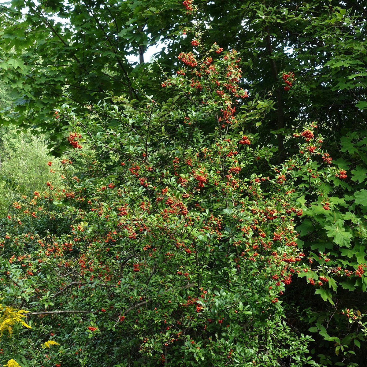 Пираканта ярко-красная - фото 2