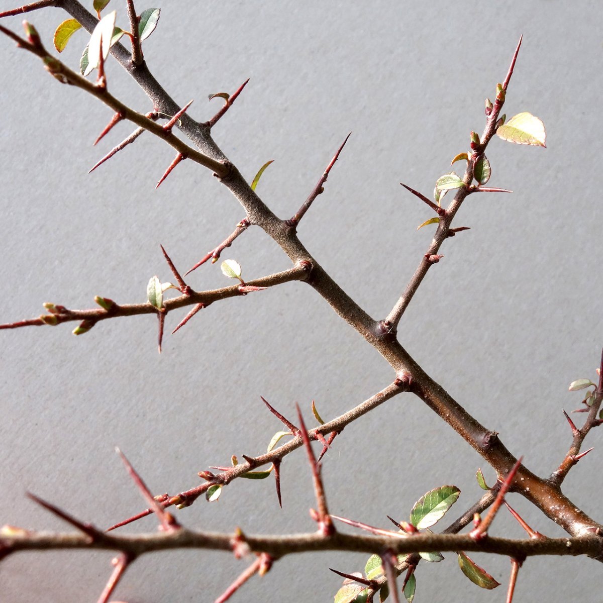 Пираканта ярко-красная - фото 6