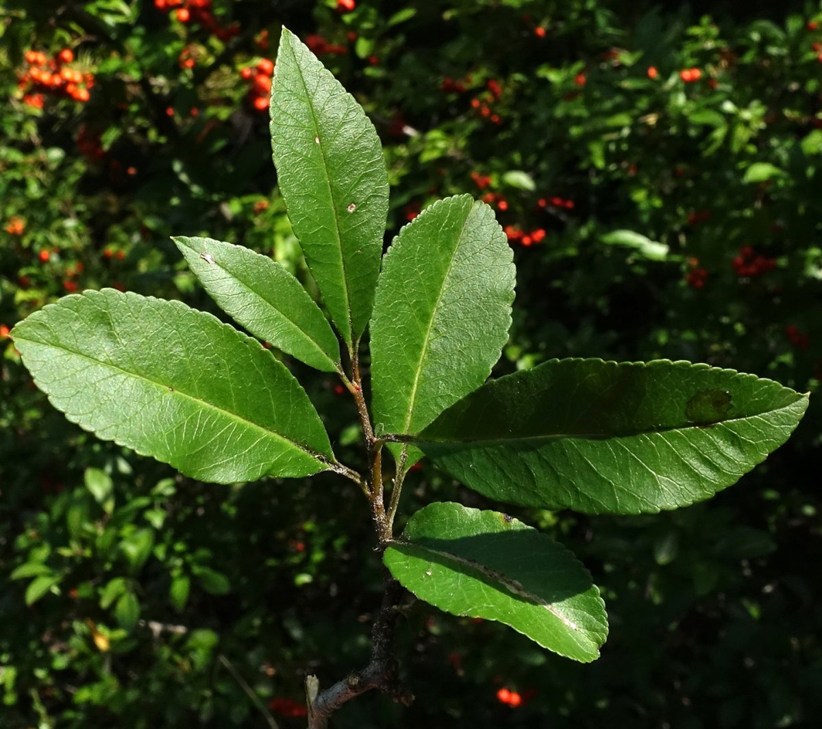 Пираканта ярко-красная - фото 3