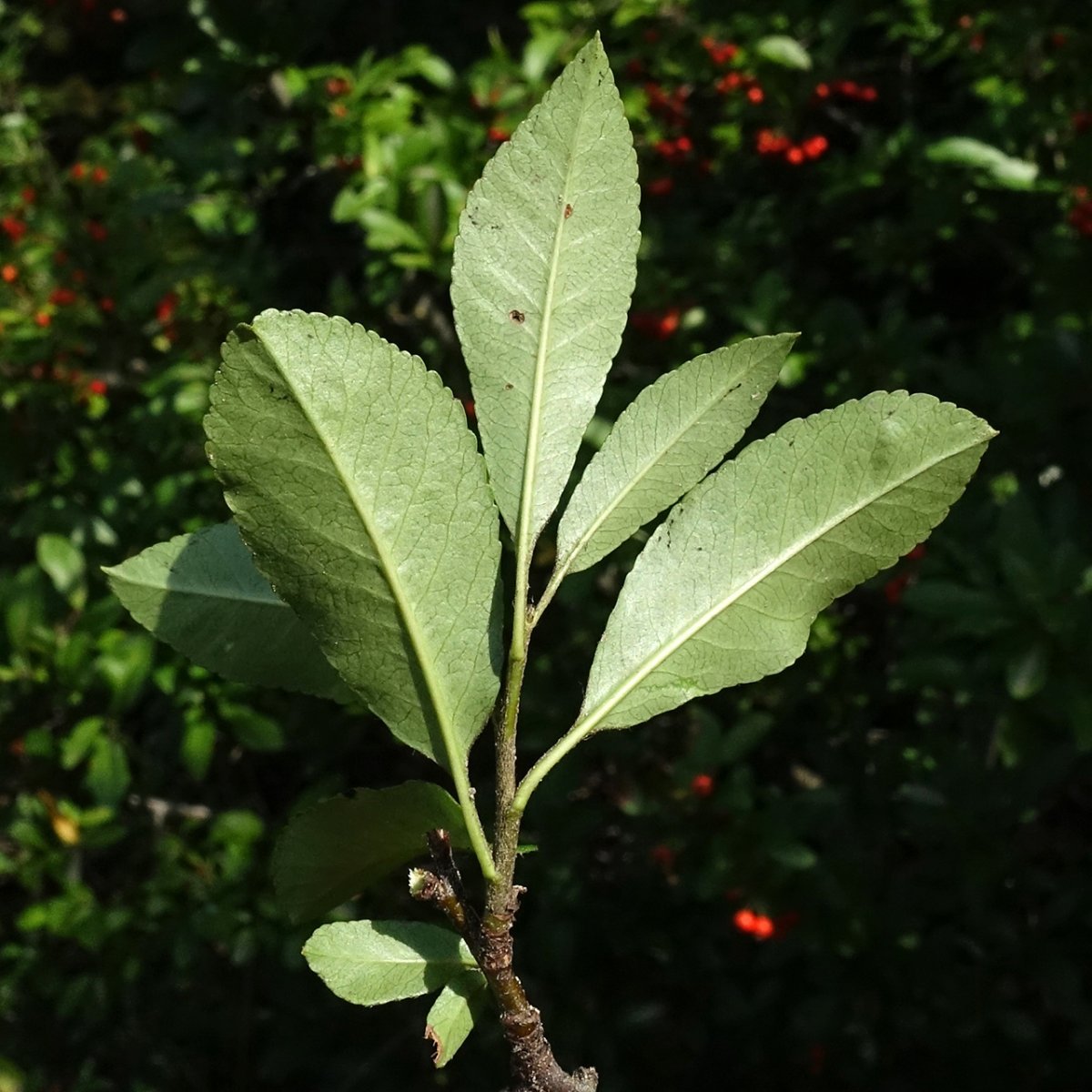 Пираканта ярко-красная - фото 4