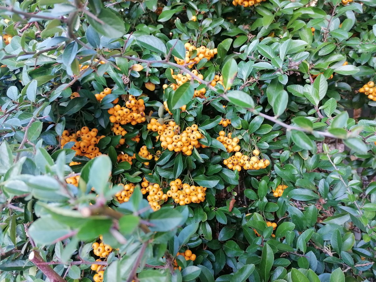 Пираканта ярко-красная - фото 7