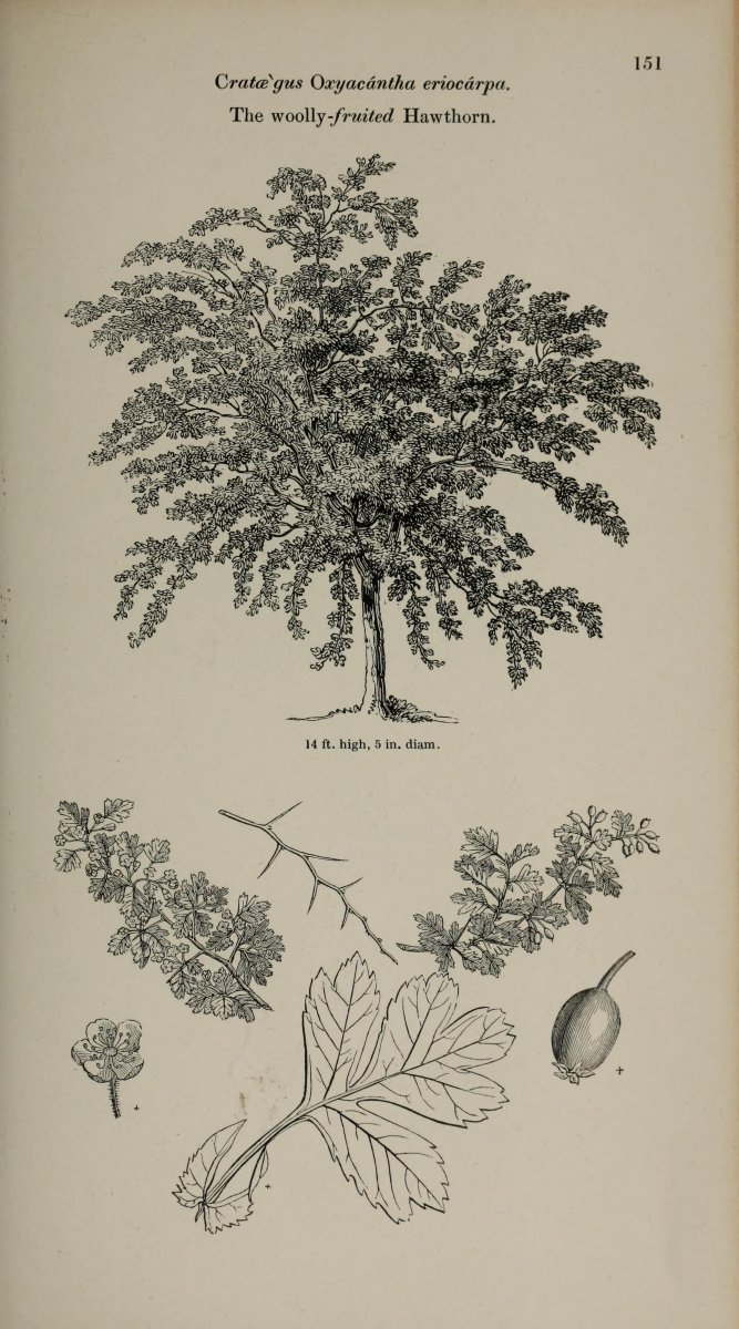 Боярышник колючий - фото 8