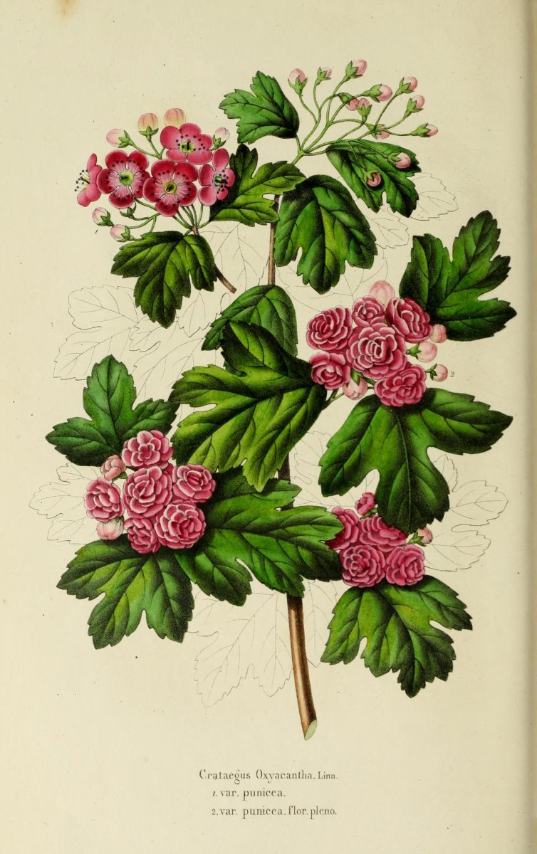 Боярышник колючий - фото 3