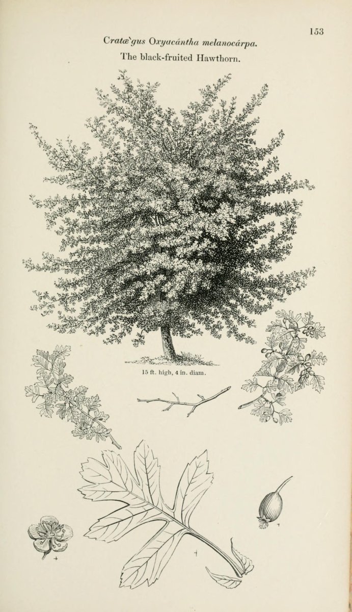 Боярышник колючий - фото 10