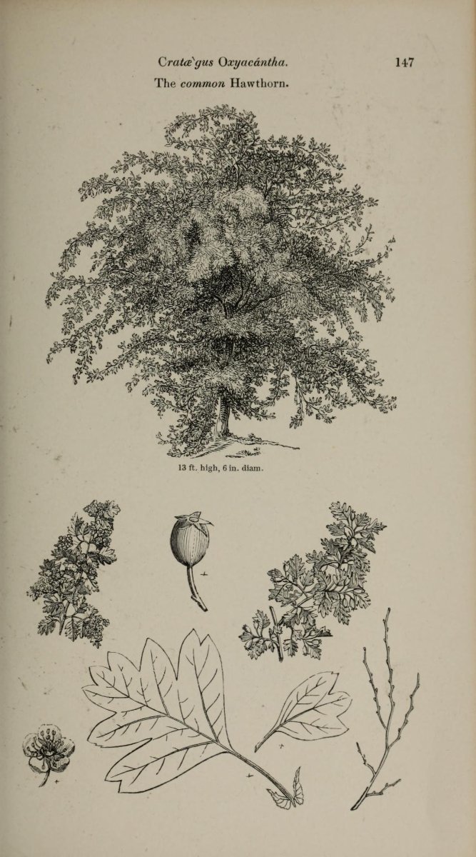 Боярышник колючий - фото 4