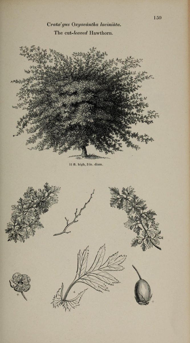 Боярышник колючий - фото 9